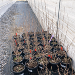 Granátové jablko (Punica granatum) ´MAXIMA RUBRA´ - výška 60-80 cm, kont. C3L (-16°C)